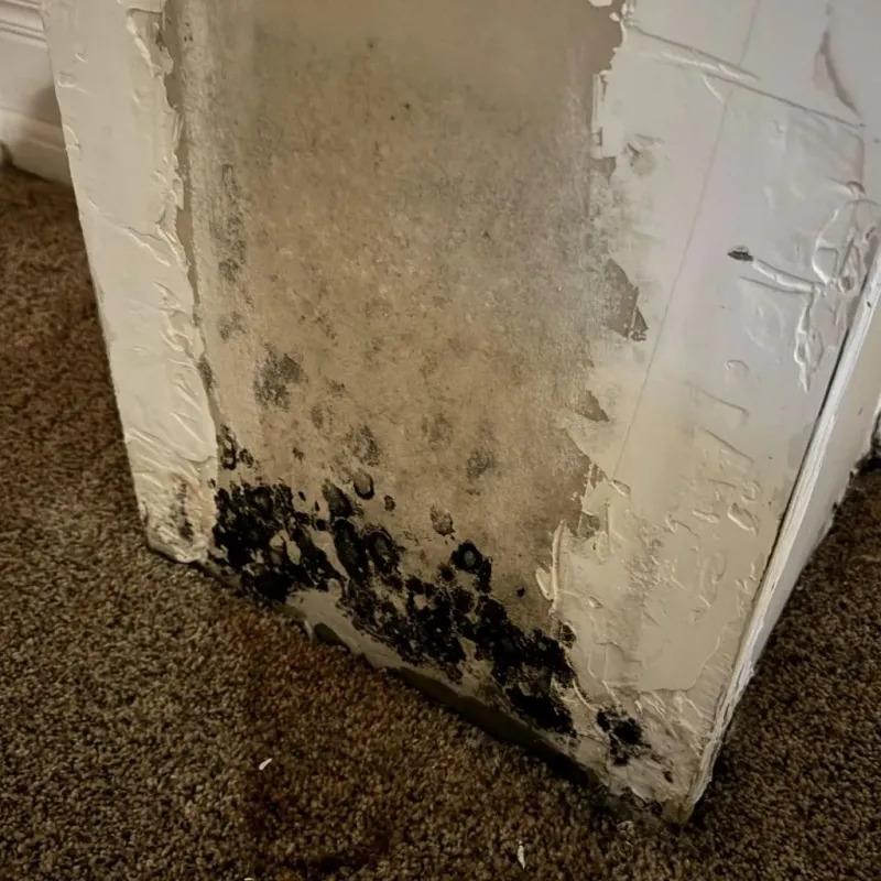 Professional Mold Removal in Eden, NC